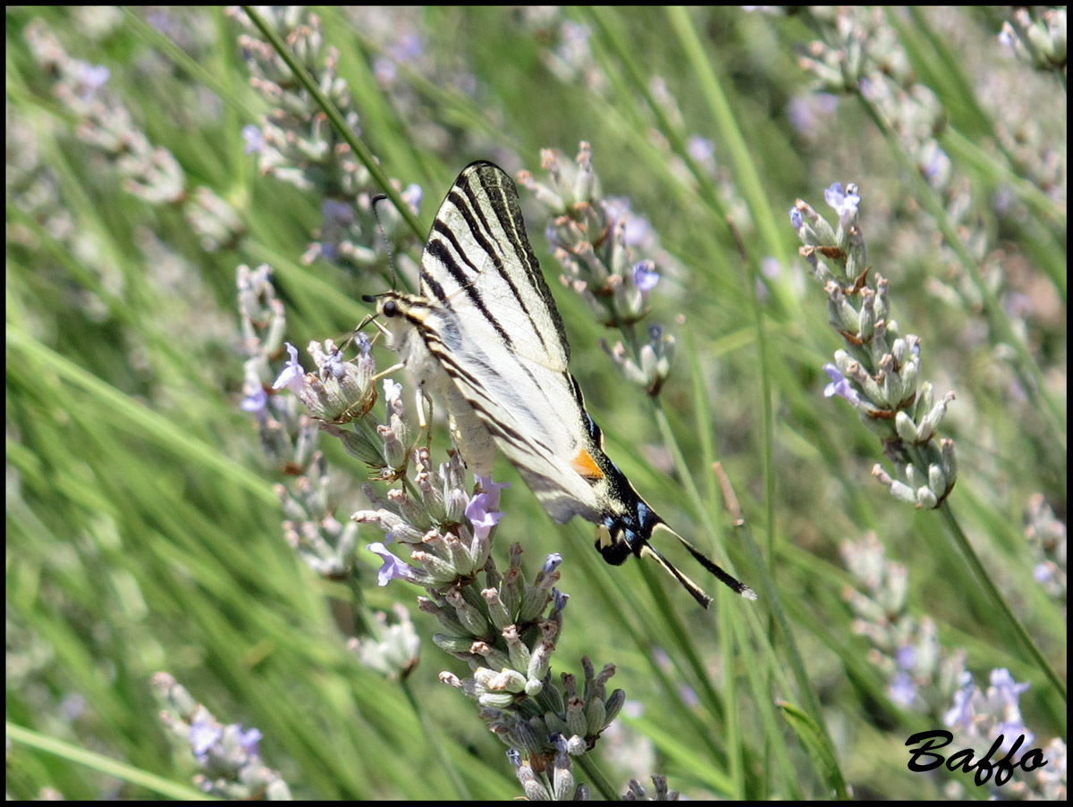 Melitaea didyma